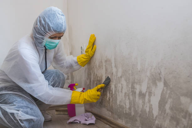 Best Mold Cleaning Services  in Glennville, GA