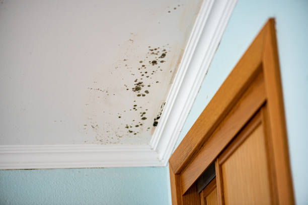 Best Attic Mold Removal  in Glennville, GA
