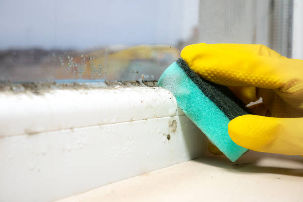 Best Same-Day Mold Removal  in Glennville, GA