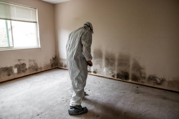 Office Mold Removal Services in Glennville, GA