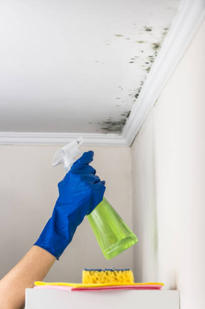 Best Home Mold Removal  in Glennville, GA